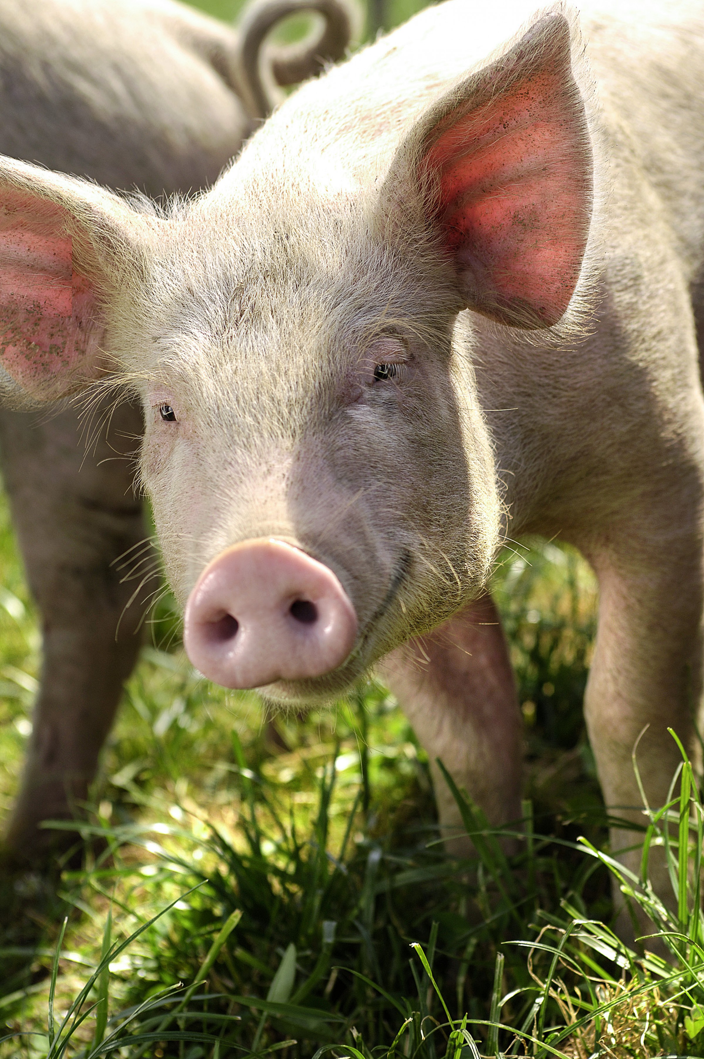 Hauser Imaging Bundesamt für Landwirtschaft